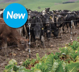 cattle at Gallagher H.D. Multi Wire Ring Top post electric Fence