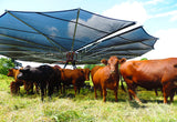 Opened Shade Haven SH1200 Portable Shade Structure with cool cattle