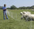 Electric fence Sheep, Goat & Garden Netting - 32"X164' - Gallagher Electric Fence
