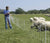3 Rolls 35"X164' Sheep Net + S100 Energizer + Ground - Gallagher Electric Fence