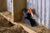 Goodnature A24 Rat and Mouse Trap in a barn to kill rats mice and other farm rodents