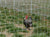 chicken patrolling white netting Electric Fence