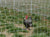 black and white chicken in Gallagher Poultry Netting Fence