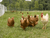 free range chickens with electric fence