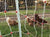 Premier 1 Gallagher electric poultry netting with chickens