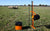 Sheep pasture with a Gallagher Smartfence Portable electric Fence Kit