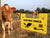 Dairy Cattle next to a Gallagher Electric Fence Warning Sign