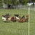 Hens and roosters in Electric Poultry Netting 