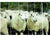 a flock of sheep along side a electric netting fence looking at a farmer