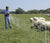3 Rolls 35"X164' Sheep Net + S100 Energizer + Ground - Gallagher Electric Fence