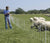 Man installing electric sheep fence with a flock of sheep